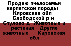 Продаю пчелосемьи карпатской породы - Кировская обл., Слободской р-н, Стулово д. Животные и растения » Другие животные   . Кировская обл.